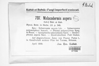Malacodermis aspera image